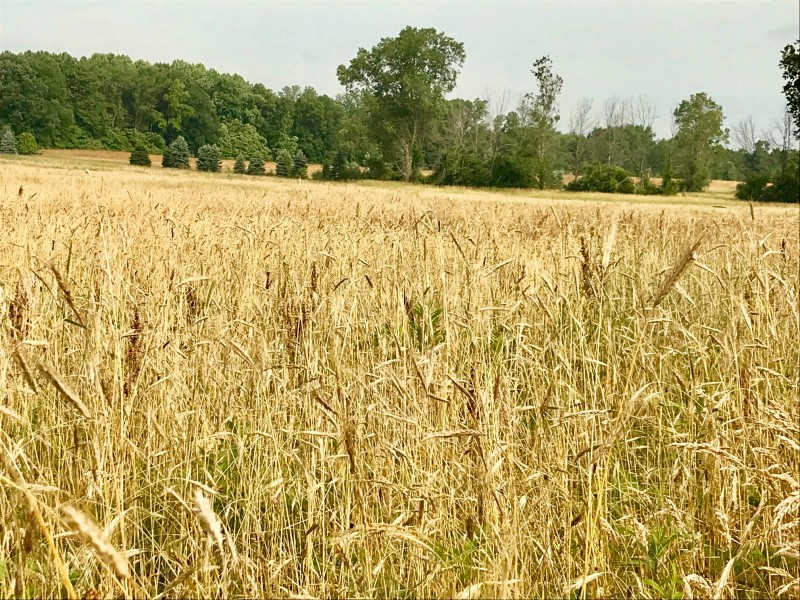 rye field